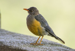 Turdus abyssinicus