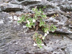 Asarina procumbens