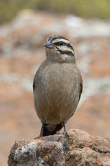 Emberiza capensis