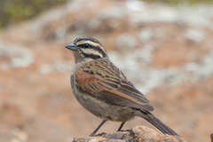 Emberiza capensis