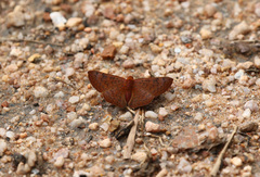 Emesis mandana