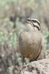 Emberiza capensis