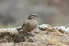 Emberiza capensis
