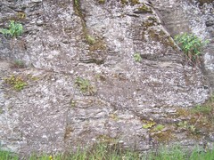 Asarina procumbens