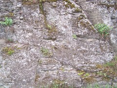 Asarina procumbens
