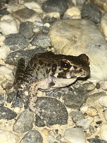 Pulchrana glandulosa