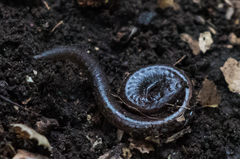 Batrachoseps major major