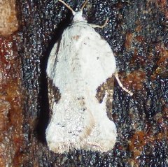 Acleris subnivana