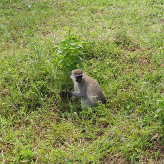 Chlorocebus pygerythrus