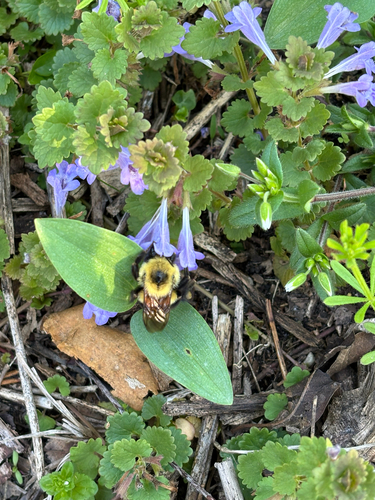 iNaturalist observation photo of Two-spotted Bumble Bee
