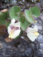 Asarina procumbens