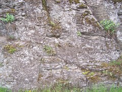 Asarina procumbens