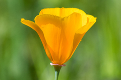 Eschscholzia californica californica