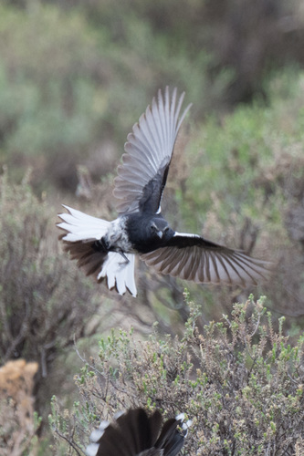 Mountain Chat (Myrmecocichla monticola), photo 7