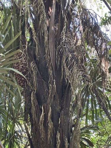 Attalea cohune, photograph 3