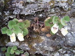 Asarina procumbens