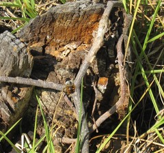 Xylocopa tabaniformis azteca