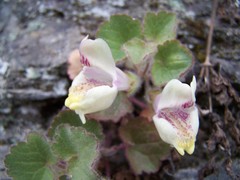Asarina procumbens