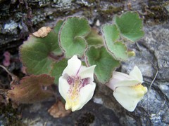 Asarina procumbens