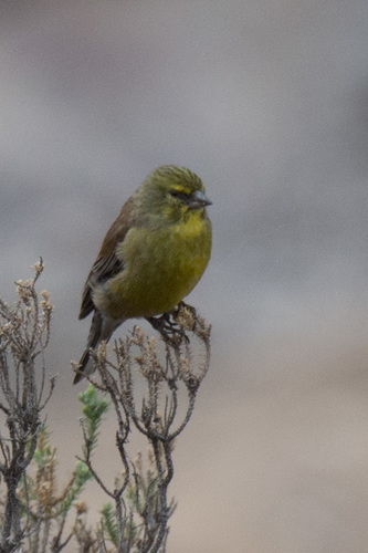 Drakensberg Siskin (Crithagra symonsi), photo 7