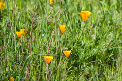 Eschscholzia californica californica