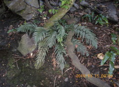 Asplenium appendiculatum appendiculatum