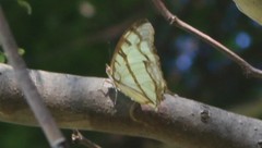 Polyura zoolina