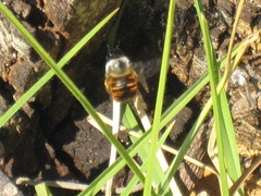 Xylocopa tabaniformis azteca