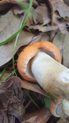 Tylopilus balloui