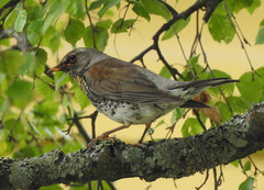 Turdus pilaris