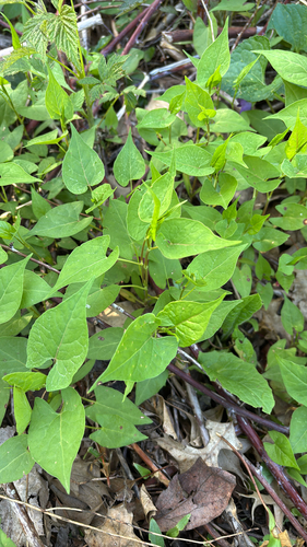 iNaturalist observation photo of climbing false buckwheat
