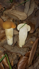 Tylopilus balloui
