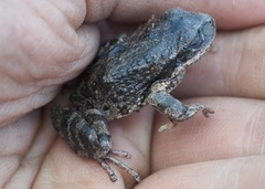 Gastrotheca griswoldi