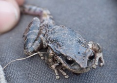 Gastrotheca griswoldi