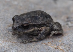 Gastrotheca griswoldi
