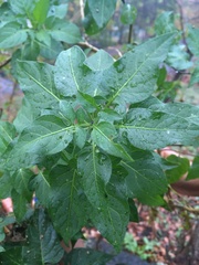 Solanum dulcamara