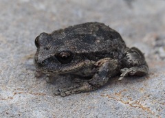 Gastrotheca griswoldi