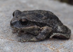 Gastrotheca griswoldi