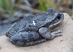 Gastrotheca griswoldi