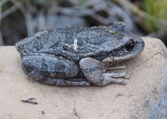 Gastrotheca griswoldi
