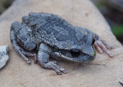 Gastrotheca griswoldi