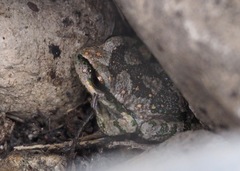 Gastrotheca griswoldi