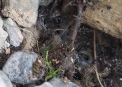 Liolaemus walkeri