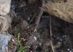 Liolaemus walkeri