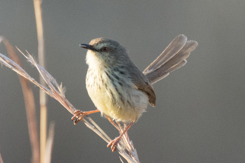 Drakensberg Prinia (Prinia hypoxantha), photo 9