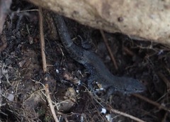 Liolaemus walkeri