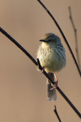 Prinia hypoxantha