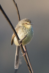 Prinia hypoxantha