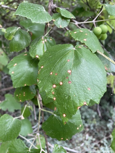 Mancha-das-folhas (Pseudocercospora vitis)