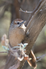Sphenoeacus afer natalensis